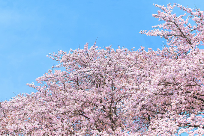 春の空とソメイヨシノ（桜 ピンクの背景フリー画像）