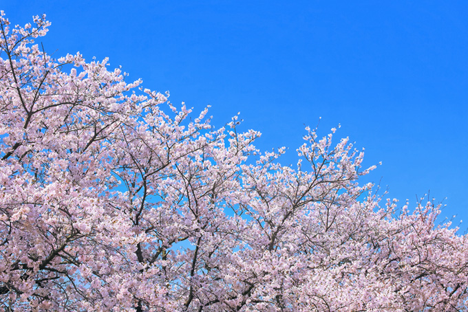 雲一つない青空と綺麗な桜（桜 青空の背景フリー画像）