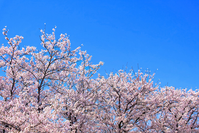 染井吉野と青い空の背景（桜 青空の背景フリー画像）