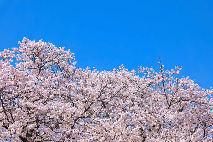 清らかな青空と桜の写真（桜 青空の背景フリー画像）