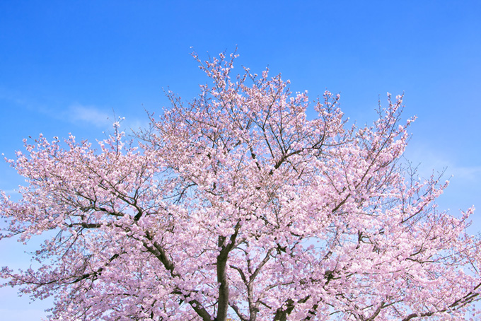 薄雲に霞む青空と桜（桜 青空の背景フリー画像）