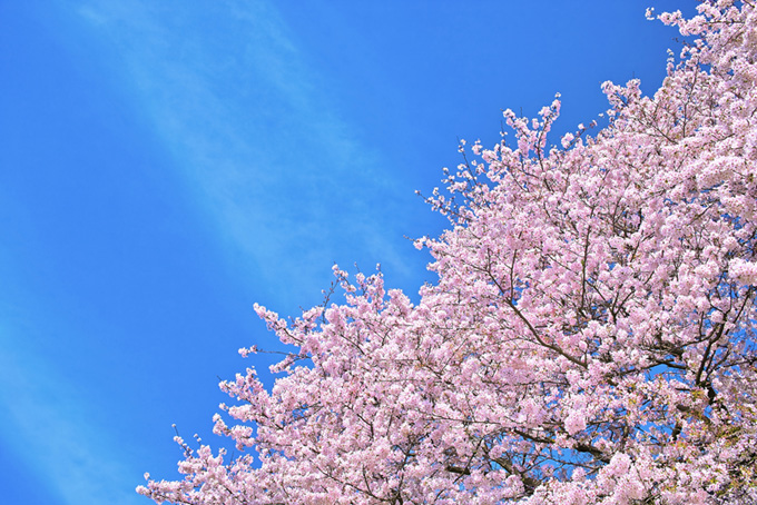 満開の桜と青空の風景（桜 青空の背景フリー画像）