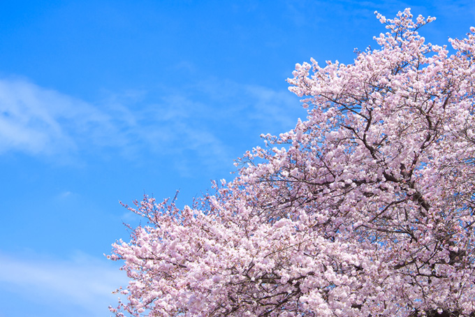 春空に鮮やかに咲く桜（桜 青空の背景フリー画像）