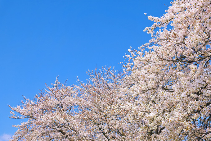 澄んだ青空と白い染井吉野（桜 青空の背景フリー画像）
