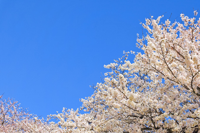 爽やかな青空と白い桜の花（桜 青空の背景フリー画像）