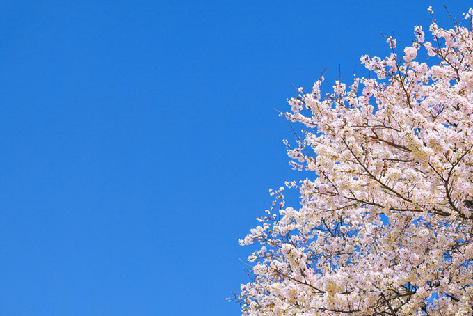 青空に映える純白の桜（桜 青空の背景フリー画像）