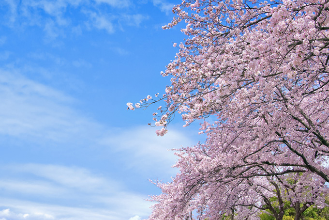 桜が咲く春の日本風景（桜 青空の背景フリー画像）
