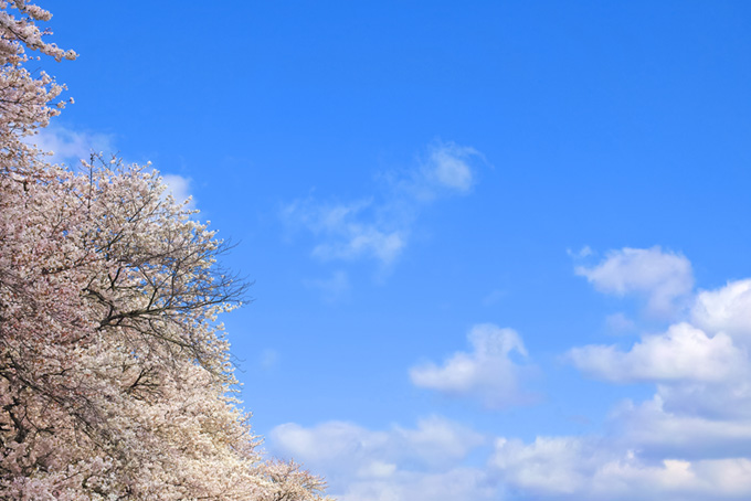 雲がある青空と桜の背景（桜 青空の背景フリー画像）