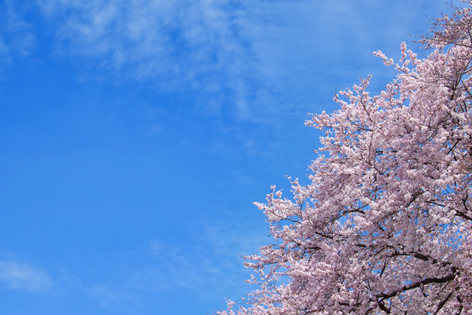 桜と薄雲が覆う青空（桜 青空の背景フリー画像）