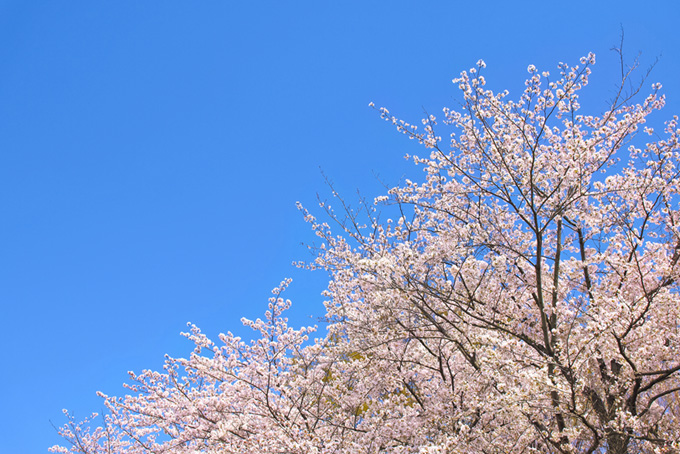 桜と青空（桜 青空の背景フリー画像）