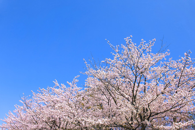 春の桜と青い空の背景（桜 青空の背景フリー画像）