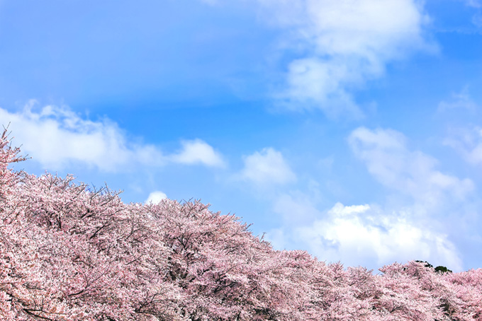 桜と青空（桜 壁紙の背景フリー画像）