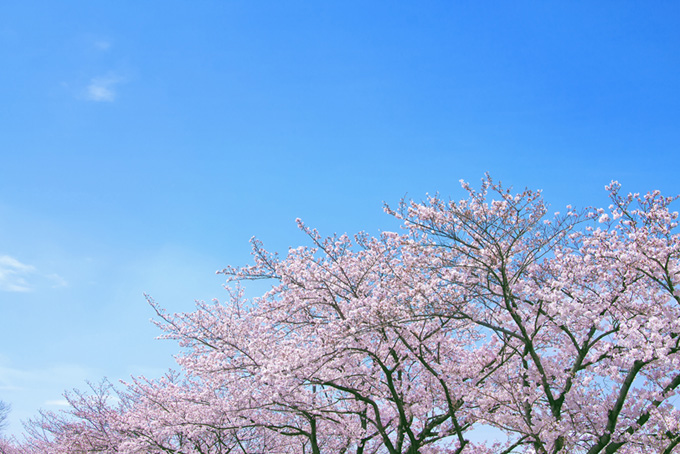 春の霞空と桜並木（桜 青空の背景フリー画像）