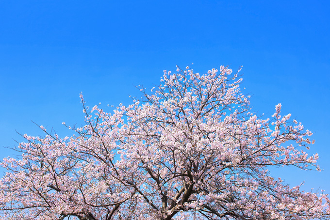 桜咲く春の訪れ（桜 青空の背景フリー画像）