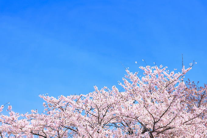 青空と美しい桜の春景色（桜 青空の背景フリー画像）