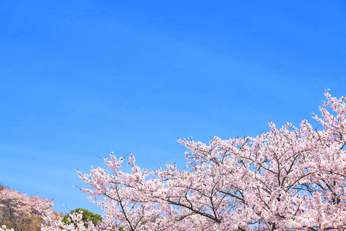 綺麗な桜と青空のグラデーション（桜 青空の背景フリー画像）