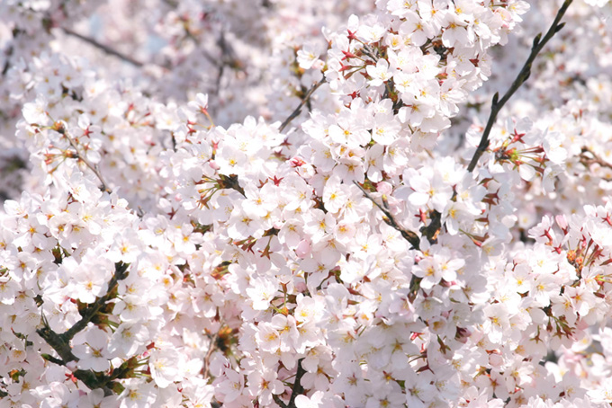 満開の白い桜の花（桜 満開の背景フリー画像）