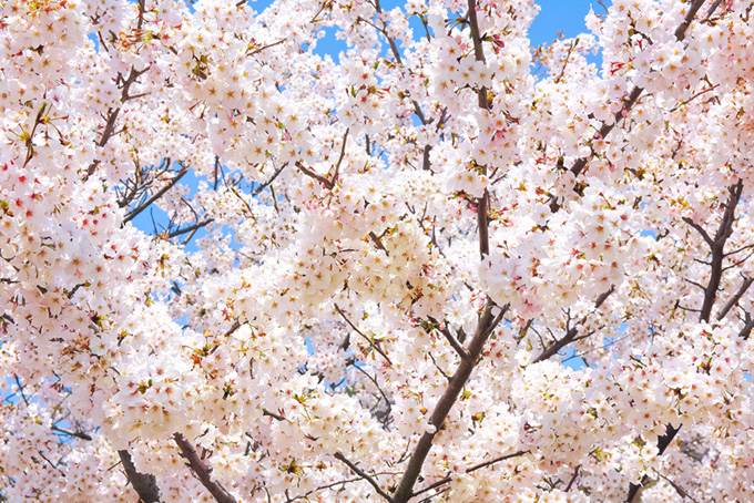 花咲くソメイヨシノ（桜 満開の背景フリー画像）