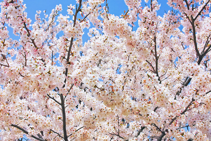 さくら咲く春の背景（桜 満開の背景フリー画像）