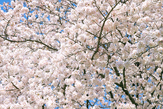 一面の白い桜の花（桜 満開の背景フリー画像）
