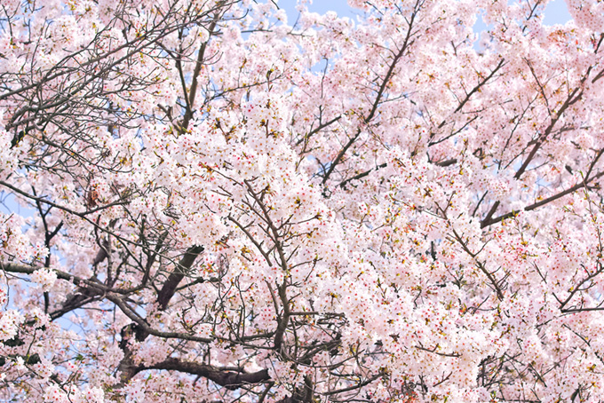 花開く綺麗なサクラ（桜 満開の背景フリー画像）