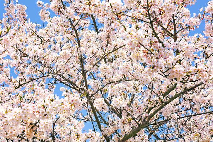 花が咲く桜と青の背景（桜 満開の背景フリー画像）