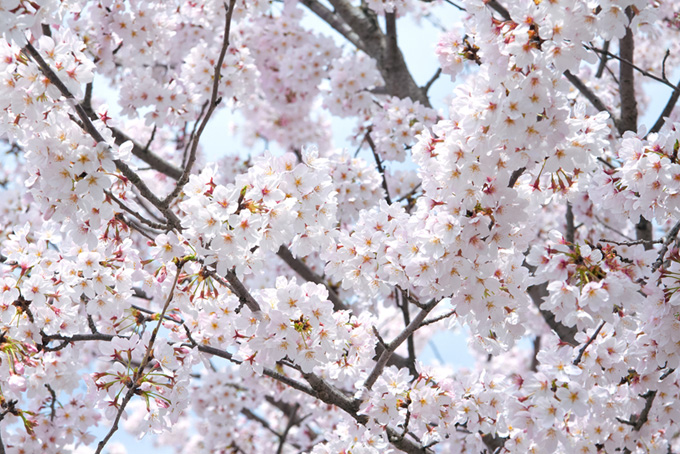 清らかな白い桜の花（桜 満開の背景フリー画像）