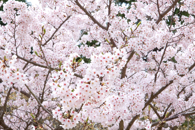 満開の桜の花（桜 満開の背景フリー画像）