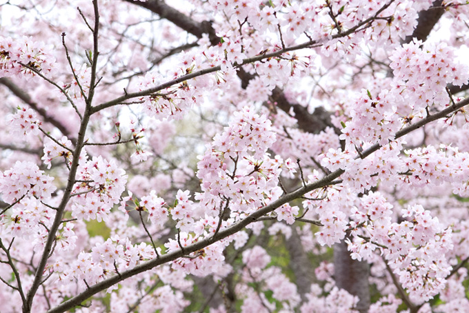沢山の花を付けた桜（桜 満開の背景フリー画像）