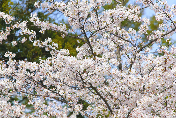 真っ白な桜の花と緑（桜 満開の背景フリー画像）