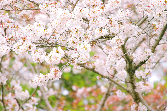 可愛らしい桜の春風景（桜 満開の背景フリー画像）