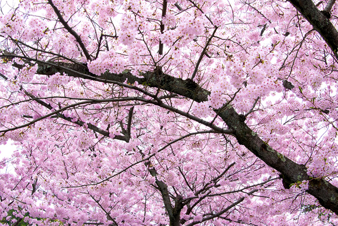 満開のピンクの桜（桜 満開の背景フリー画像）