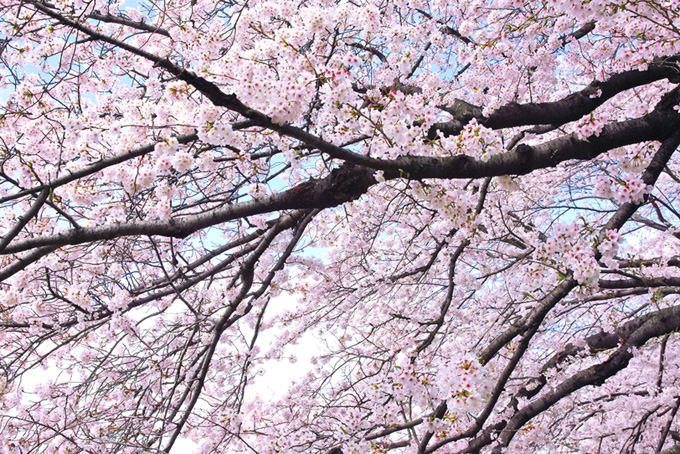 無数の花を付ける大きな桜の枝（桜 満開の背景フリー画像）