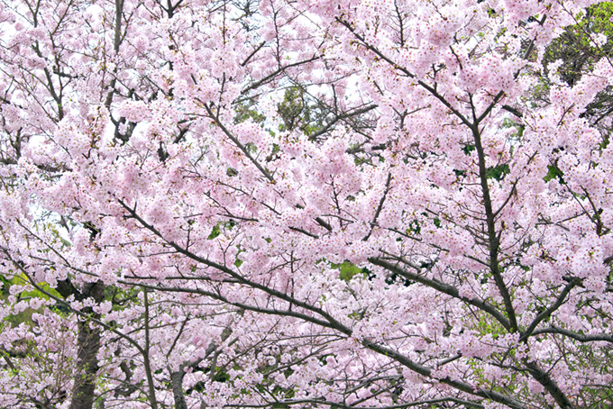 満開の桜と新緑の景色（桜 満開の背景フリー画像）