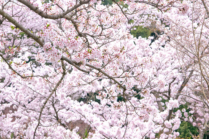 花咲く桜と緑の背景（桜 満開の背景フリー画像）