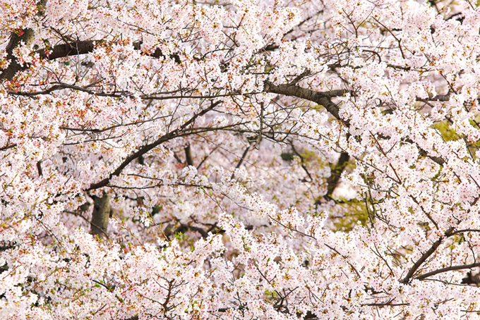 満開の桜の和風背景（桜 満開の背景フリー画像）