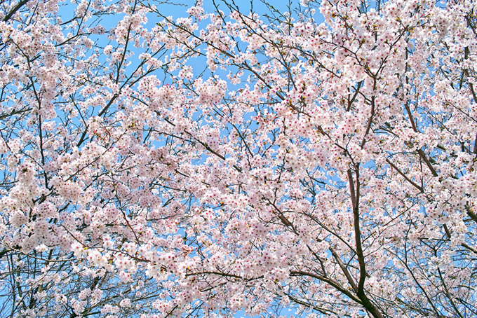 さくらとパステルブルーの空（桜 背景のフリー画像）