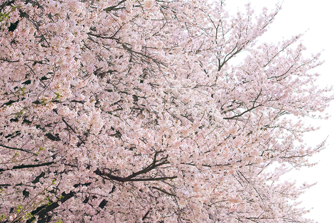 ソメイヨシノと白い春空（桜 背景のフリー画像）