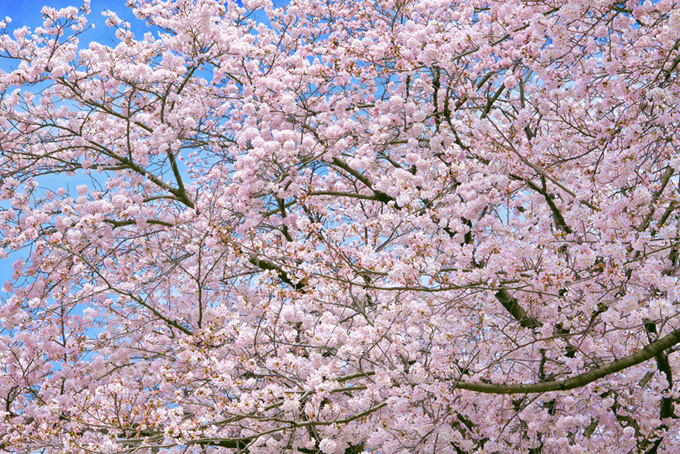 さくらと空の鮮やかな春景色（桜 背景のフリー画像）