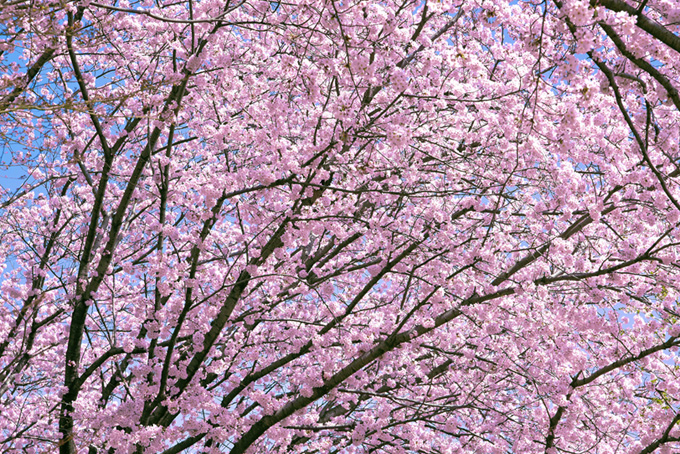 かわいいピンクの桜の木（桜 背景のフリー画像）