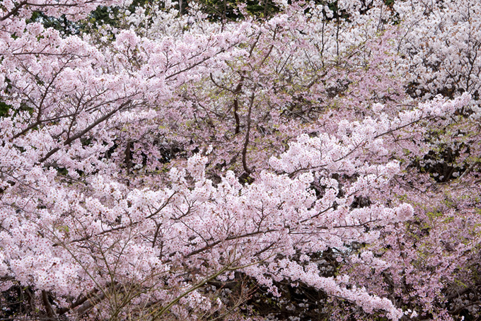 春の桜のおしゃれな和風背景（桜 背景のフリー画像）