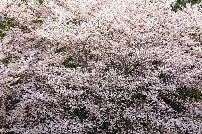 かっこいい花咲く桜の黒背景（桜 背景のフリー画像）