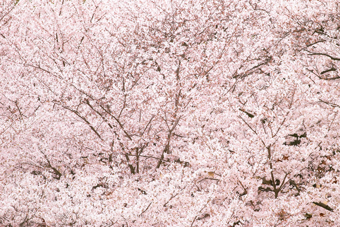 満開の桜の花が一帯に広がる（桜 背景のフリー画像）