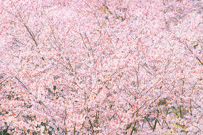 一面に咲く可愛いピンクの桜背景（桜 背景のフリー画像）