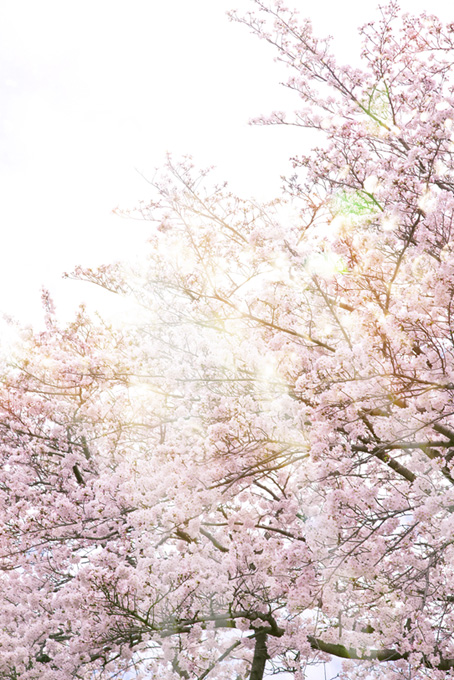 春の光と桜（桜 かっこいいの背景フリー画像）