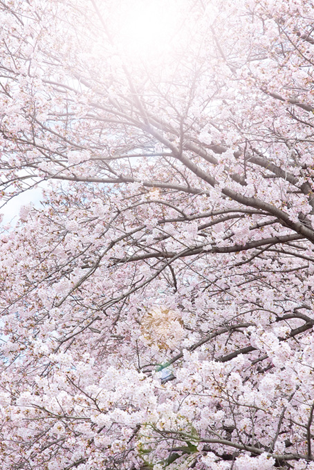 溢れる光と桜（桜 かっこいいの背景フリー画像）