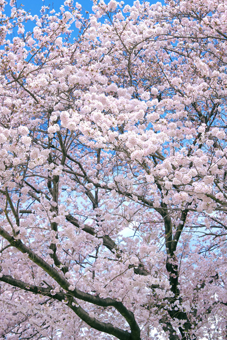 春の光と桜（桜 和風の背景フリー画像）