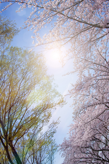 桜並木と太陽（桜 かっこいいの背景フリー画像）