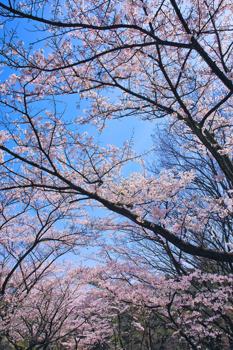 春の光と桜（桜 和風の背景フリー画像）