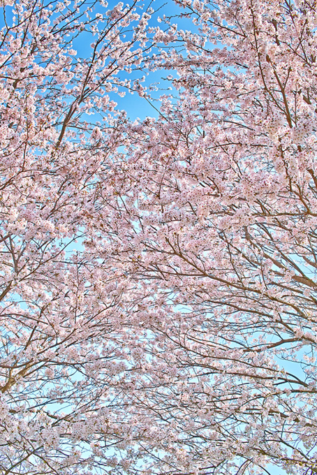 春の光と桜